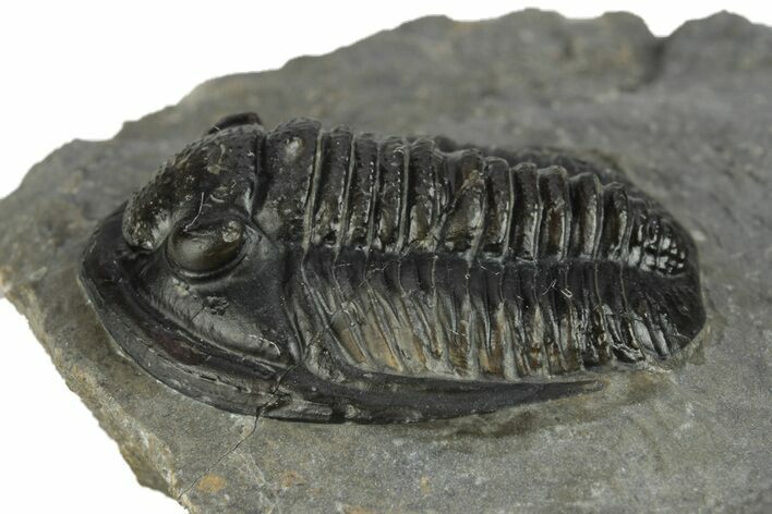Diademaproetus Trilobite Fossil - Morocco #249887
